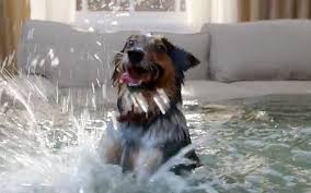 The best pet insurance ever by nationwide®. Farmers Insurance Introduces Dog Diving 08 08 2016