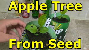 How to grow an apple tree from seed youtube. How To Grow An Apple Tree From Seed Youtube