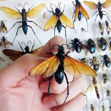 This is a tarantula hawk, a wasp native to southern arizona. Pin Auf Tattoos