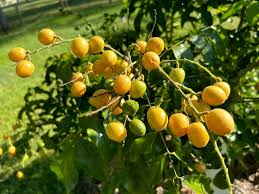 Image result for Clausena lansium