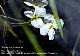 Image result for Fuirena sagittata