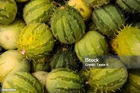Image result for Cucumis engleri