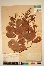 Image result for Bridelia scleroneura