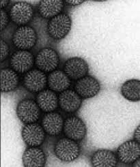 Image result for Rotavirus