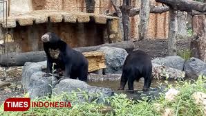 Kebun binatang ini berada di tengah kota, atau pusat kota bukittinggi. Kebun Binatang Gembira Loka Yogyakarta Operasionalkan Zona Cakar Times Indonesia