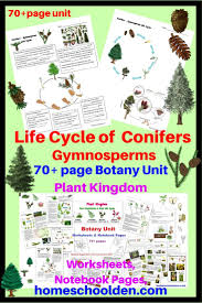 Life Cycle Of Gymnosperms Conifers Plant Life Cycle Botany Homeschool Science Curriculum