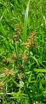 Image result for Cyperus tenax