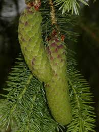 Near vancouver, canada, in 1858 and the resulting influx of. Picea Sitchensis Sitka Spruce Description