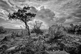 Hill Country Delight Texas Black And White Landscape Photography Print Black And White Landscape Fine Art Landscape Photography Landscape Photography Tutorial