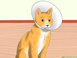 Check spelling or type a new query. 3 Ways To Tell If A Cat Is In Pain Wikihow