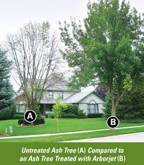 Emerald Ash Bore Treatment Patton S Property Maintenance
