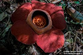 En indonésie, une équipe d'écologiste annonce avoir découvert la plus grande fleur du monde. La Plus Grosse Fleur Du Monde La Rafflesia Quand Et Ou La Voir