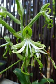 Image result for Bonatea