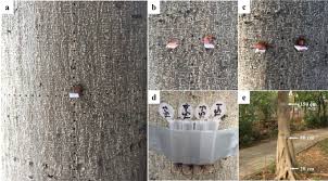 Army pest management timely topics volume 4, number 02 28 february 2006 table of contents consultant's corner assistance available from usaec pest management (pm) team news articles invasive species update other pest. Food Transport Of Red Imported Fire Ants Hymenoptera Formicidae On Vertical Surfaces Scientific Reports