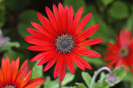 Image result for Arctotis