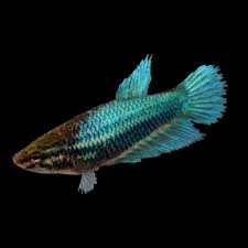 3 identifying male and female betta fish. Healthy Veiltail Betta Fish