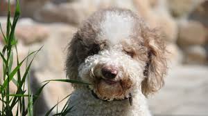 Image result for griffon korthalsův