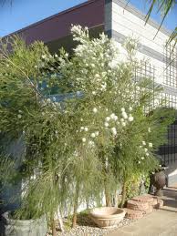 Image result for Melaleuca