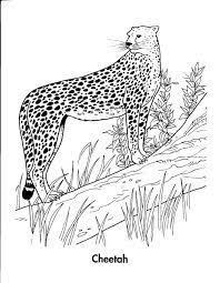 40+ realistic farm animal coloring pages for printing and coloring. Realistic Cheetah In Motion Coloring Pages Power Rangers Coloring Pages Kitty Coloring Animal Coloring Pages