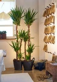 Festive Decor Ideas With Plants Yucca Plant Indoor Plants Yucca Plant