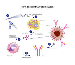 Mrna vaccines may cause irreversible dna damage haf december 4, 2020 by cassie b. Facts About Mrna Vaccines And The Decades Of Research That Went Into Creating Them Oligonucleotide Therapeutics Society