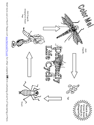 Coloring pages plant life cycle. Free Dragonfly Life Cycle Coloring Page