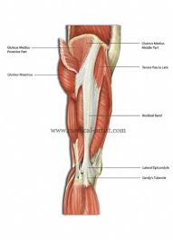 However, the definition in human anatomy refers only to the section of the lower limb extending from the knee to the ankle, also known as the crus. Medical Illustrations Of Superficial Dissection Of Hip And Thigh Showing Lateral Epicondyle And Gerdy S Tubercle