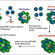 Wir geben dir letztendlich hier die möglichkeit, die verschiedenen produkte unter einander in ruhe. Abb 3 Assemblierung Des 20s Proteasoms Graphik Von Kruger Dieses Download Scientific Diagram
