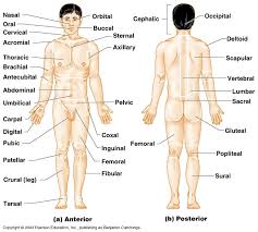 Body of the l3 vertebra; Anatomy Body Regions And Directional Terms Quiz Quizizz