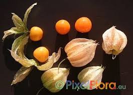 Image result for Physalis viscosa
