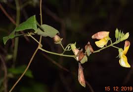 Image result for Rhynchosia totta