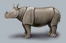 In this playlist, you'll find the recordings from the food4rhino live webinar sessions. Adw Rhinoceros Sondaicus Information