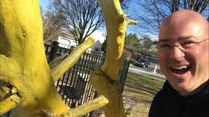 Bonsai inspiration from nature! Tuckamore & Deadwood in Newfoundland