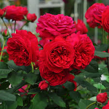 マイ ローズ バラ