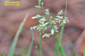 Image result for Poa binata