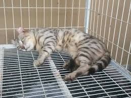 Untuk mengobati kucing yang terkena cacingan lebih baik membawanya ke dokter hewan, ini dosis pemberian pada kucing yaitu 1 ml / 2kg, jika kucing mempunyai berat 2 kg beri 1 ml, jika 4 kg beri 2 ml. American Curl X Bengal For Adoption With Fee Dan Beberapa Syarat Berumur Setahun Lebih Jantan Berminat Tolong Whatsap Saya 0127457837 Hanya Untuk Area Jb Sahaja No Pm Sila Whatsapp Terus Jika Berminat