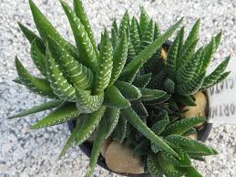 Hello, this is my first post and i am quite concerned about my zebra cactus (hawthoria attenuata). Haworthiopsis Fasciata Zebra Plant World Of Succulents