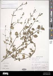 Image result for Boerhavia repens