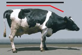 Image result for hoof disease chart for cow