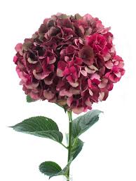 We did not find results for: Hortensie Magical Ruby Red Classic Dunkel Rot Bestellen Blumigo