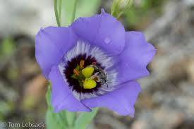 Image result for eustoma maurine
