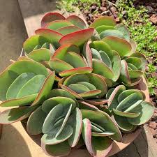 Kalanchoe Thyrsiflora Paddle Plant Plants Succulents