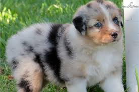 Quickly find the best offers for australian shepherd puppies for sale on the star classifieds. Australian Shepherd Puppy For Sale Near Houston Texas Ffc5cca0 31d1
