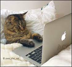 Acg Funny And Cute Cat Chilling In His Owner Bed Watching Bird Video On Laptop Like A Boss Kitten Love Cat Day Cat Selfie