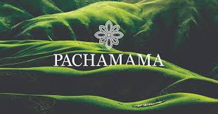 5.0 star rating 3 reviews. Pachamama Exit Festival 2021