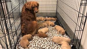 We service many nh communities and police departments, and work hard to take unwanted, stray, abused, neglected and abandoned animals and turn them into excellent pets ready for adoption. 52 Dogs 53 Puppies Seized From Nh Shelter