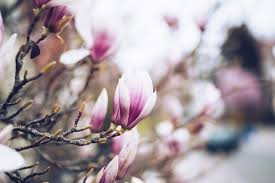 What do magnolia trees smell like? Top 12 Magnolia Perfumes Compared By Longevity