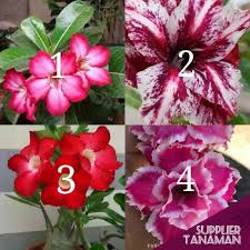 Jual bibit bunga tanaman hias impor & lokal unggul. Jual Promo Paket 4 Bibit Tanaman Hias Adenium Remaja Murah Terbaru Juli 2021 Blibli