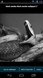 600x401 black mamba snake wallpaper all about snake world snake tattoo. Black Mamba Snake Wallpapers Fur Android Apk Herunterladen