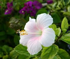 Hibiscus From Nassau Bahamas Hibiscus Flowers Lovely Flowers Wallpaper Heat Tolerant Flowers